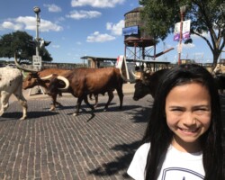Watching a cattle drive