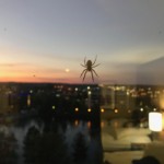 Our new pet hanging outside out hotel window