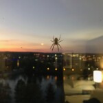 Our new pet hanging outside out hotel window